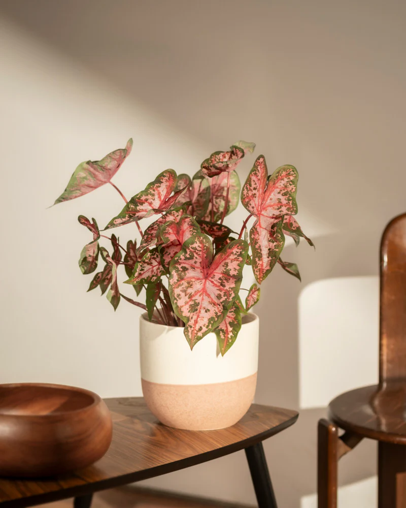 Caladium 'Roze' - Image 15
