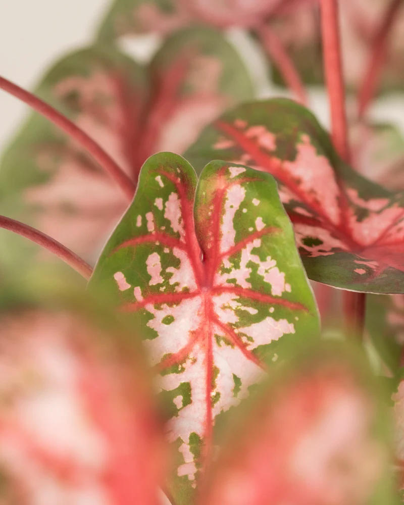 Caladium 'Roze' - Image 2