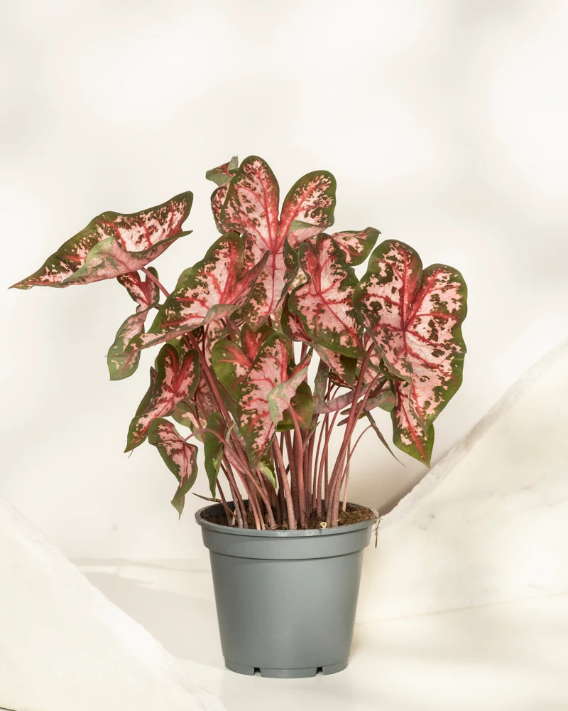 Caladium 'Roze' - Image 3