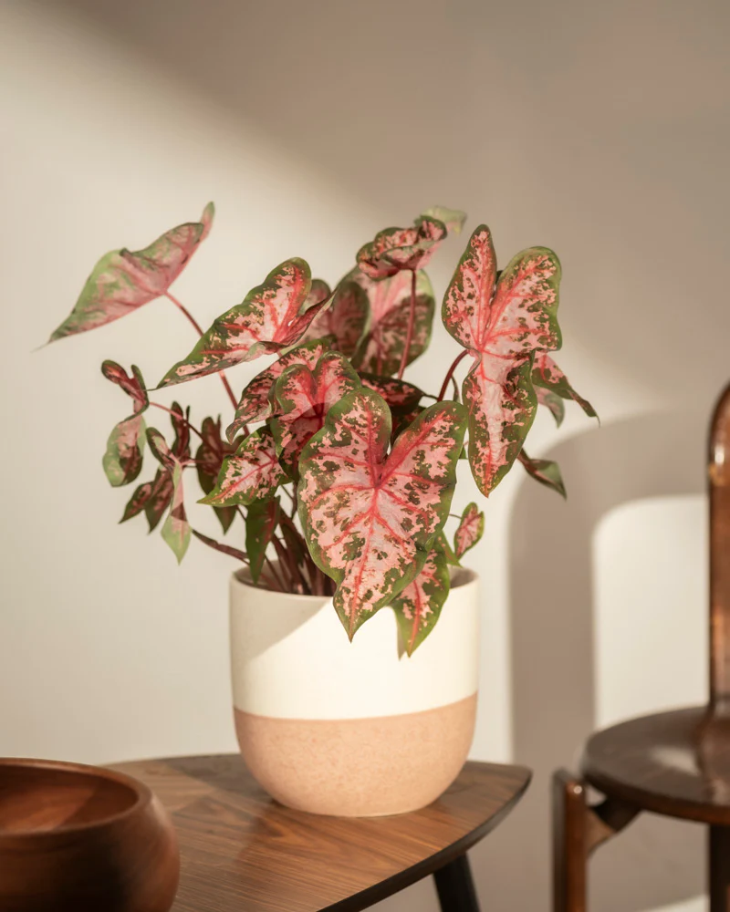 Caladium 'Roze' - Image 4