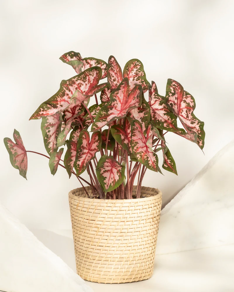 Caladium 'Roze' - Image 5