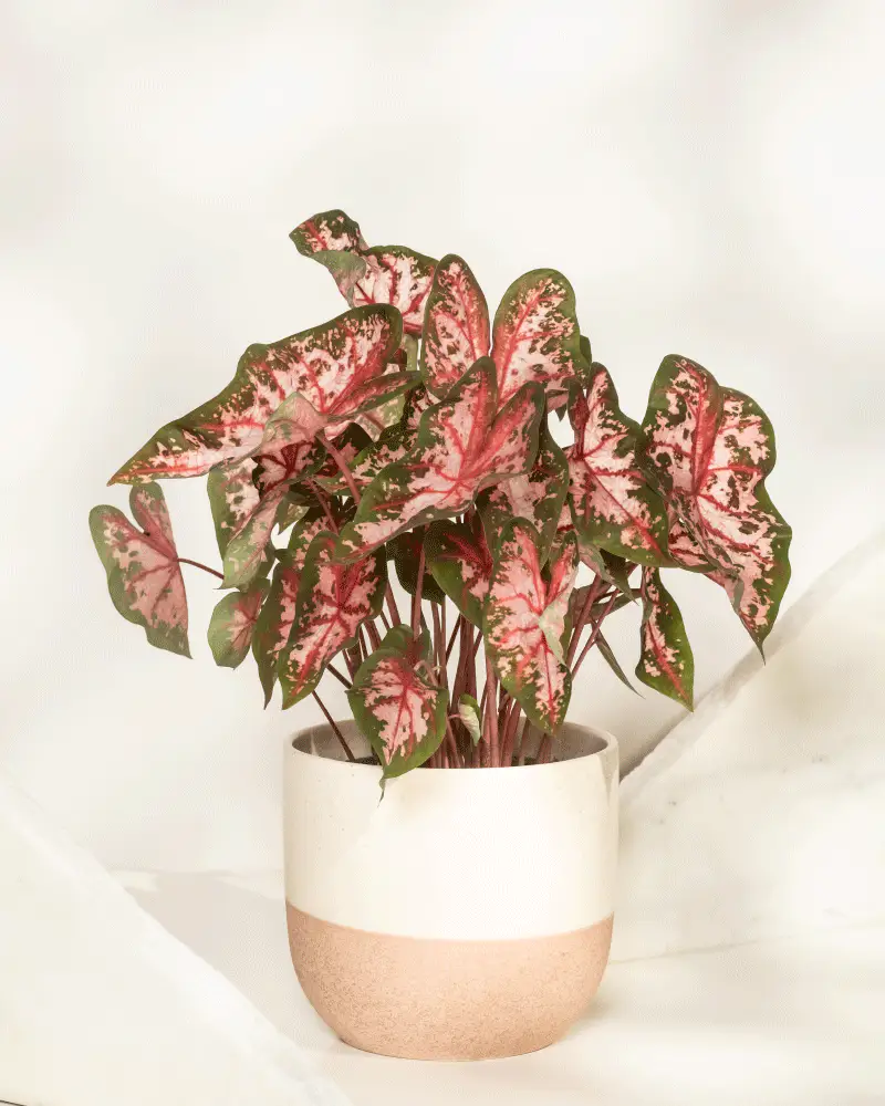 Caladium 'Roze' - Image 6