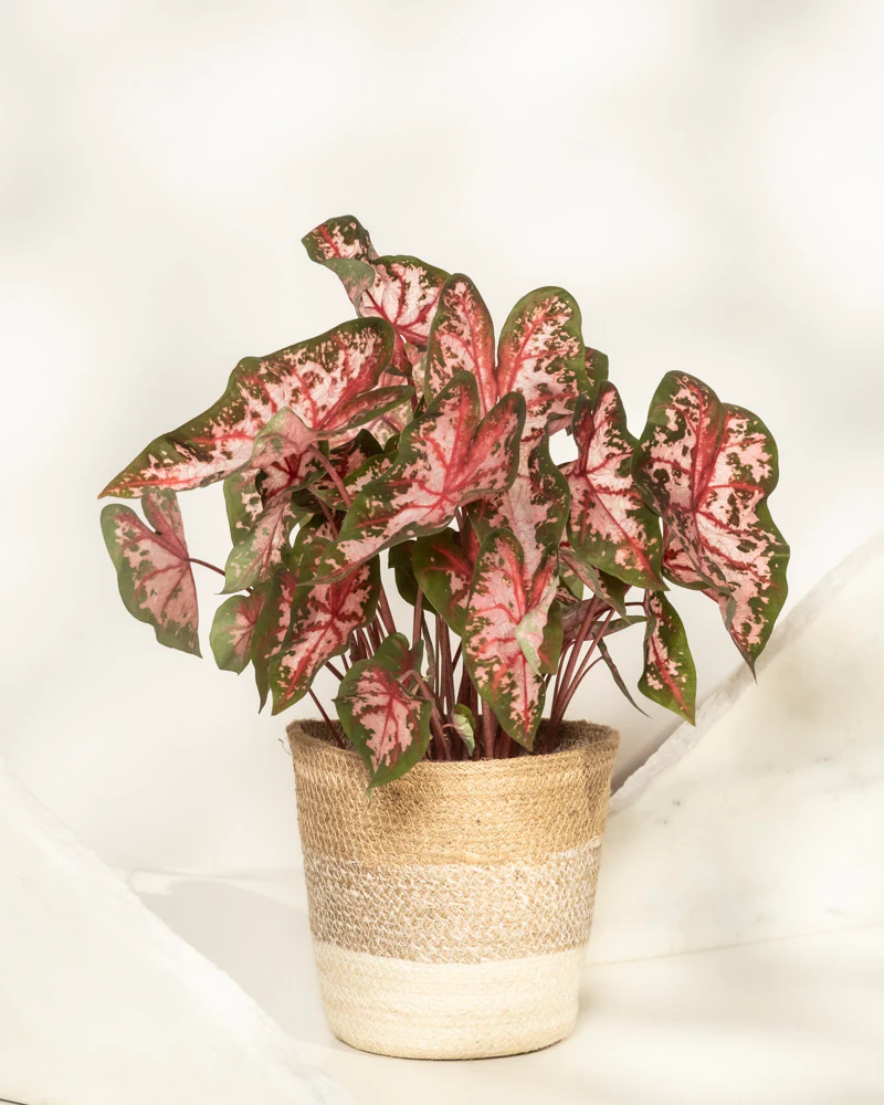 Caladium 'Roze' - Image 7