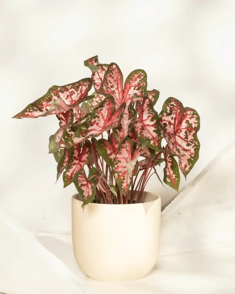 Caladium 'Roze' - Image 8