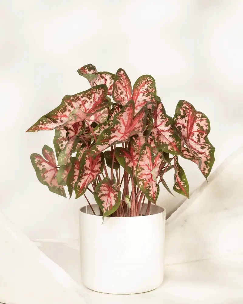 Caladium 'Roze' - Image 9