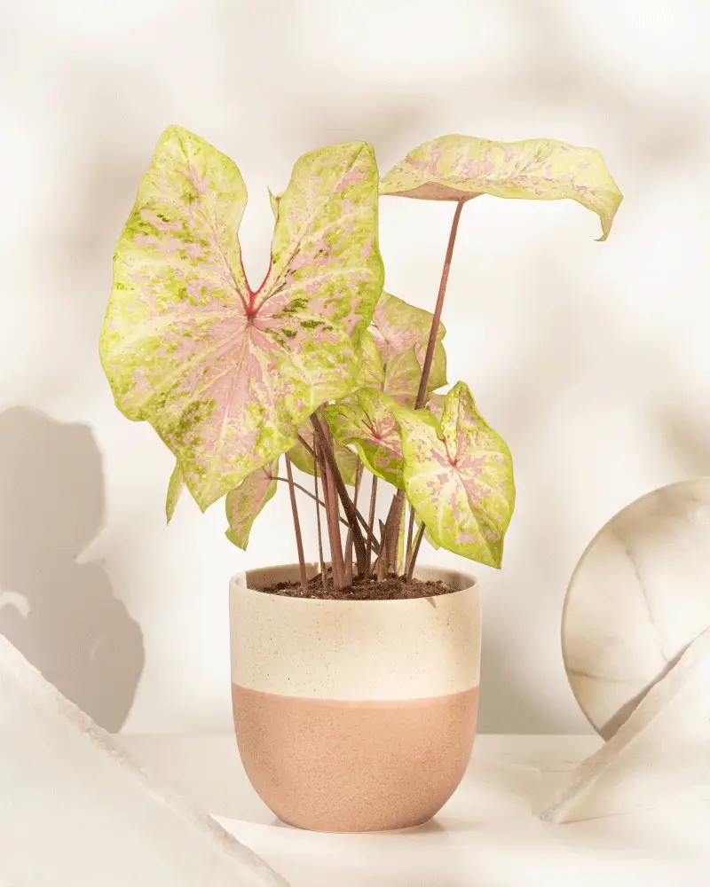 Caladium 'Seafoam Pink' - Image 5