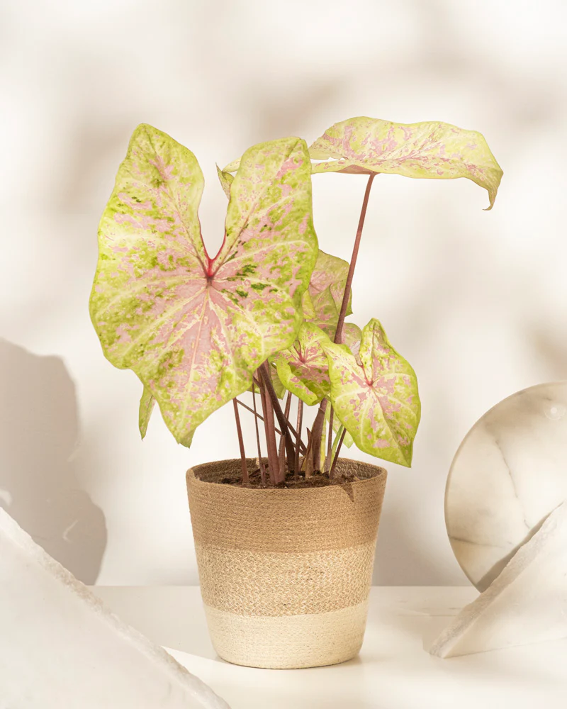 Caladium 'Seafoam Pink' - Image 6