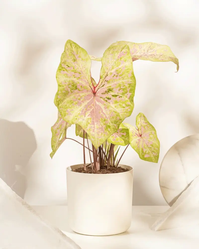 Caladium 'Seafoam Pink' - Image 9