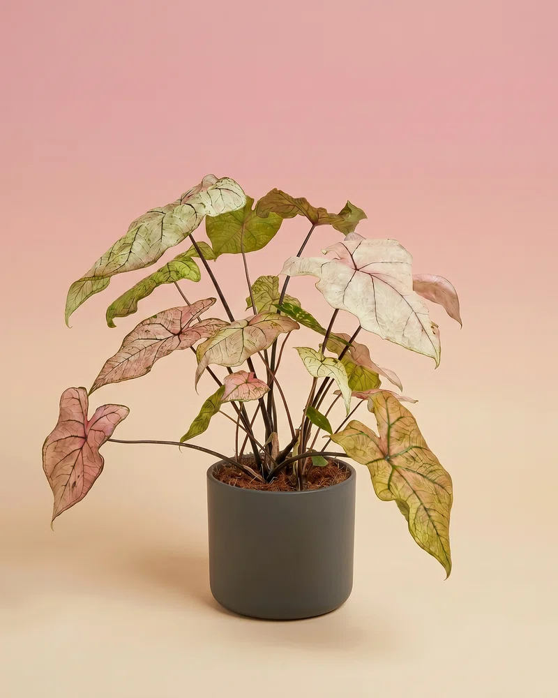 Caladium 'Spring Fling' - Image 10