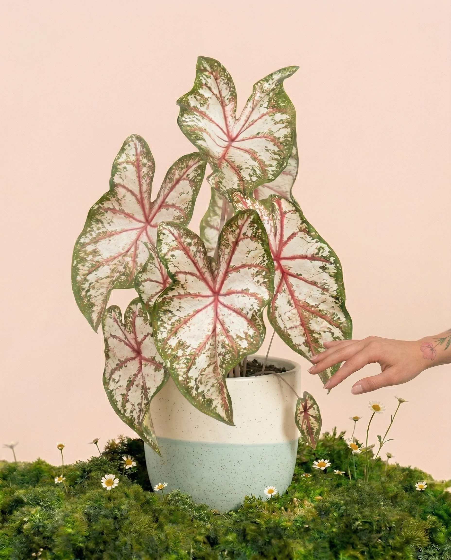 Caladium 'Tapestry'