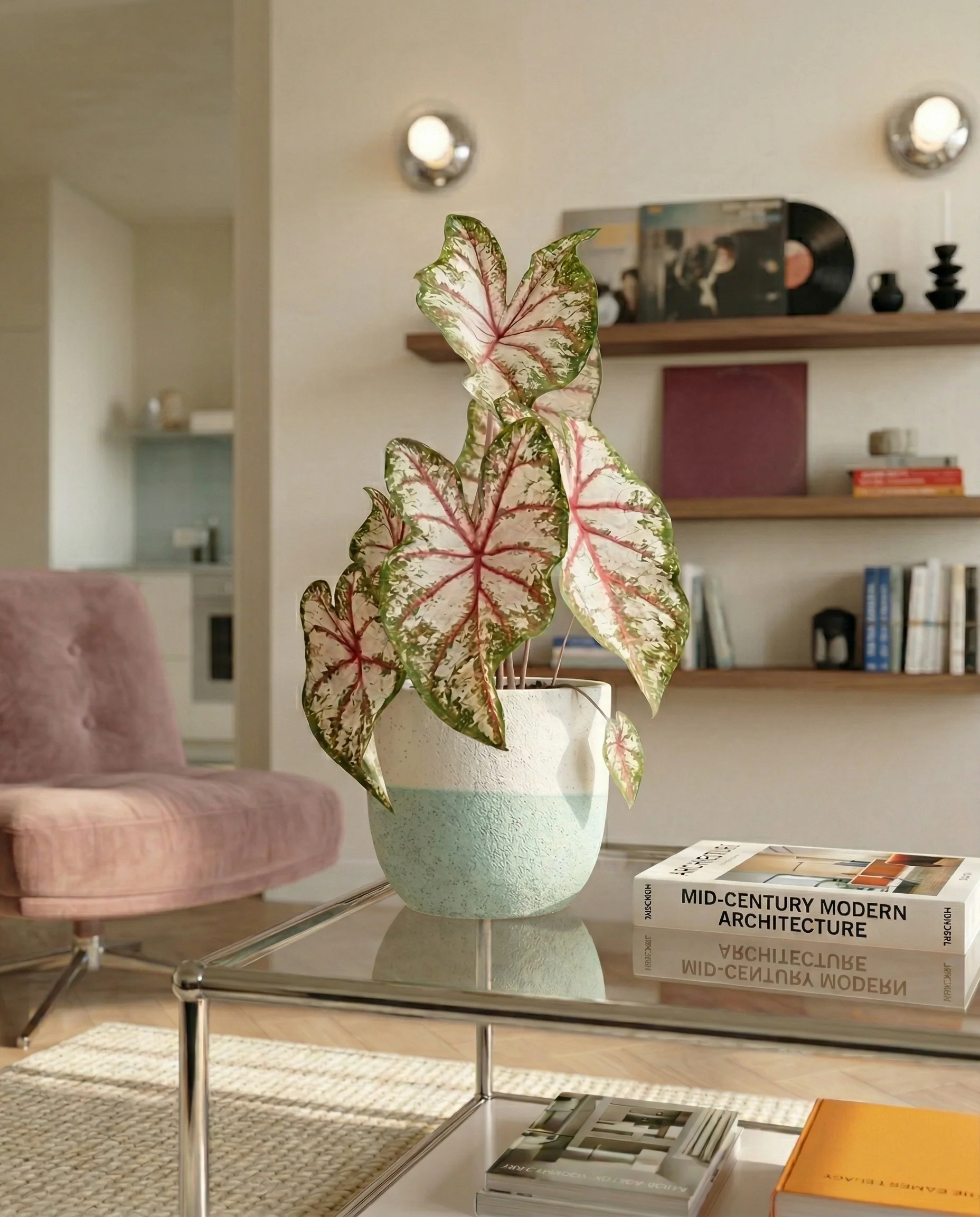 Caladium 'Tapestry' - Image 10