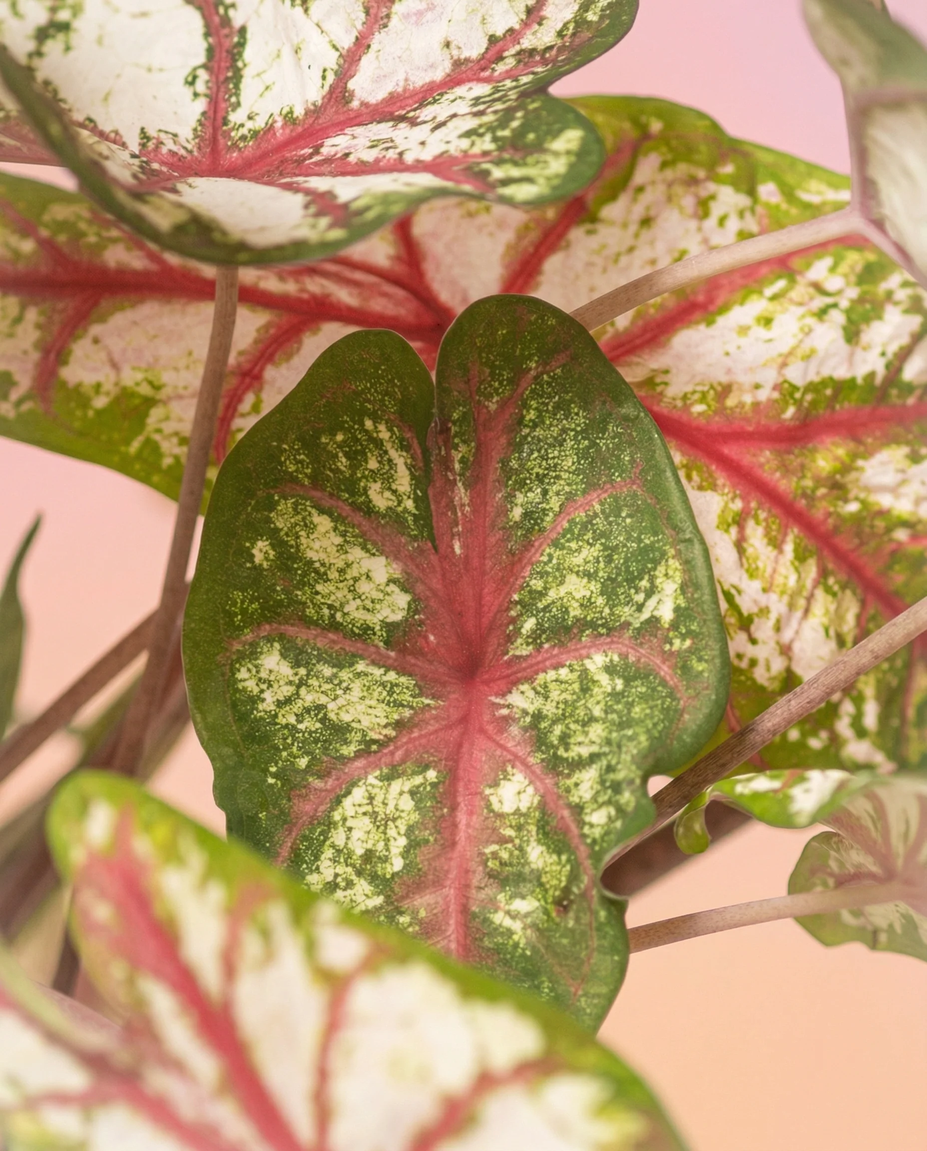 Caladium 'Tapestry' - Image 11