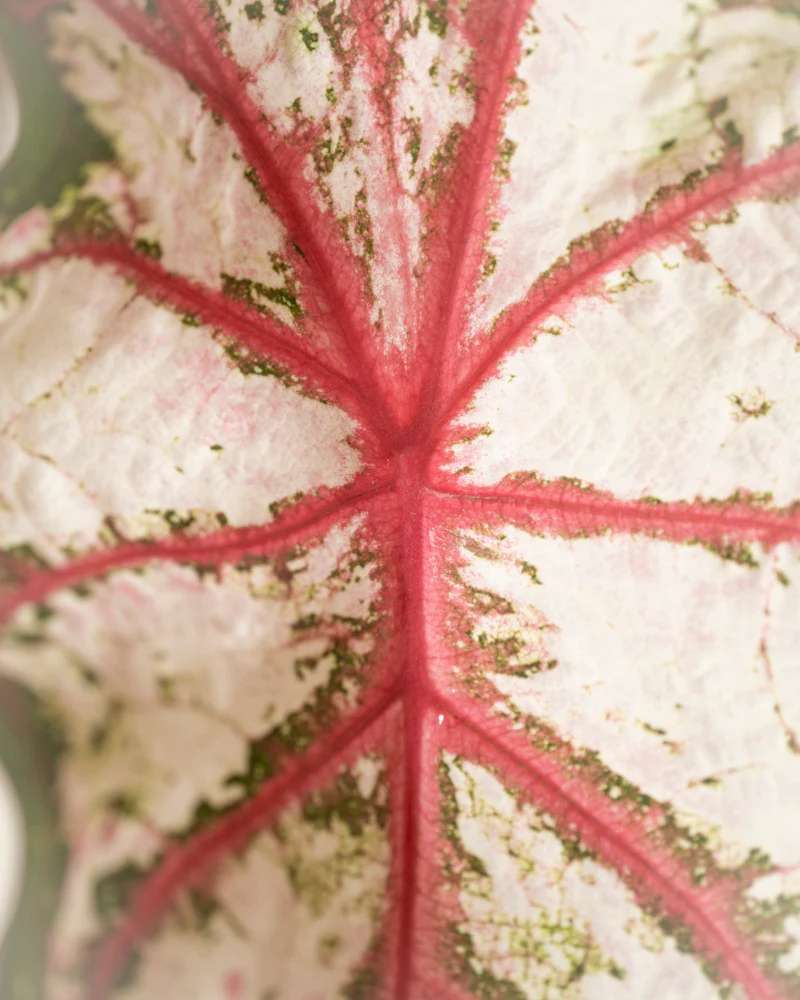 Caladium 'Tapestry' - Image 12