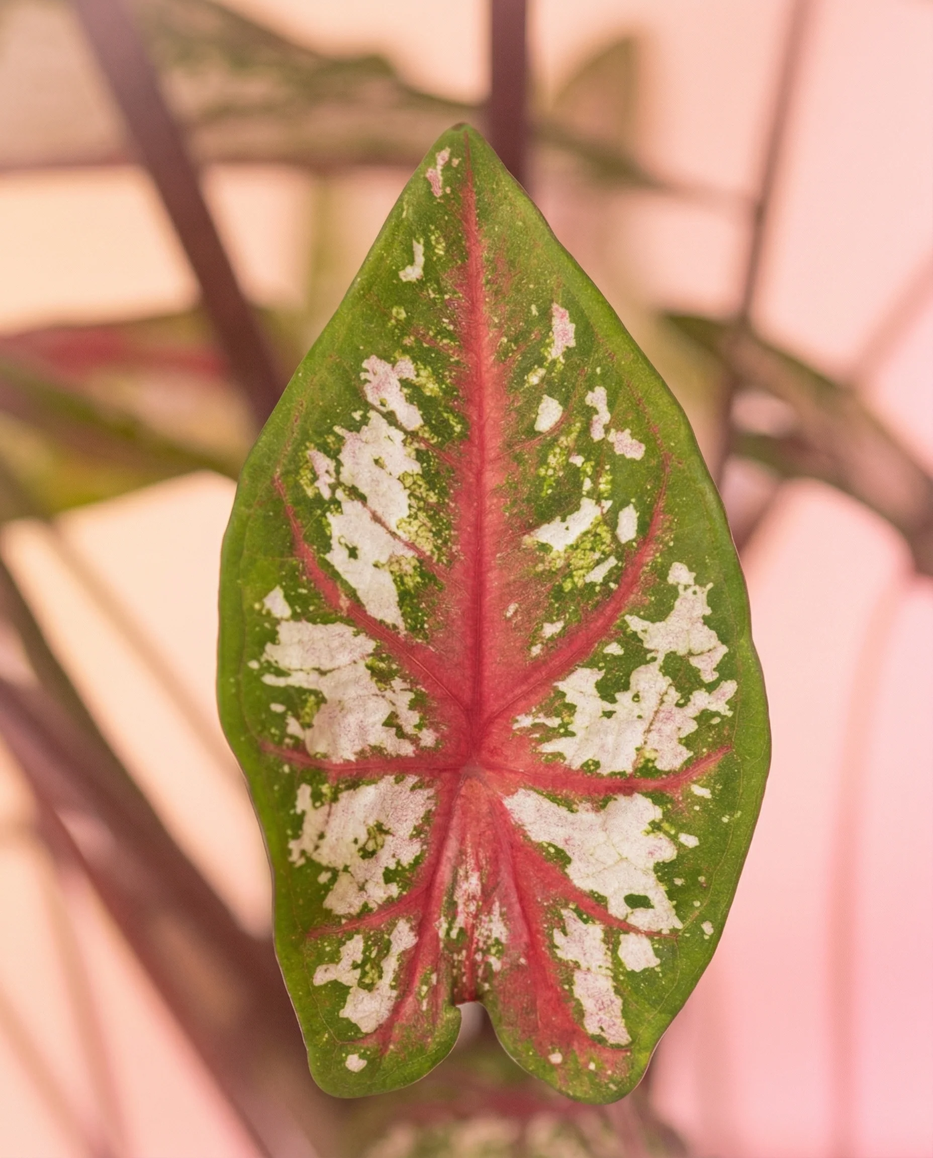 Caladium 'Tapestry' - Image 13