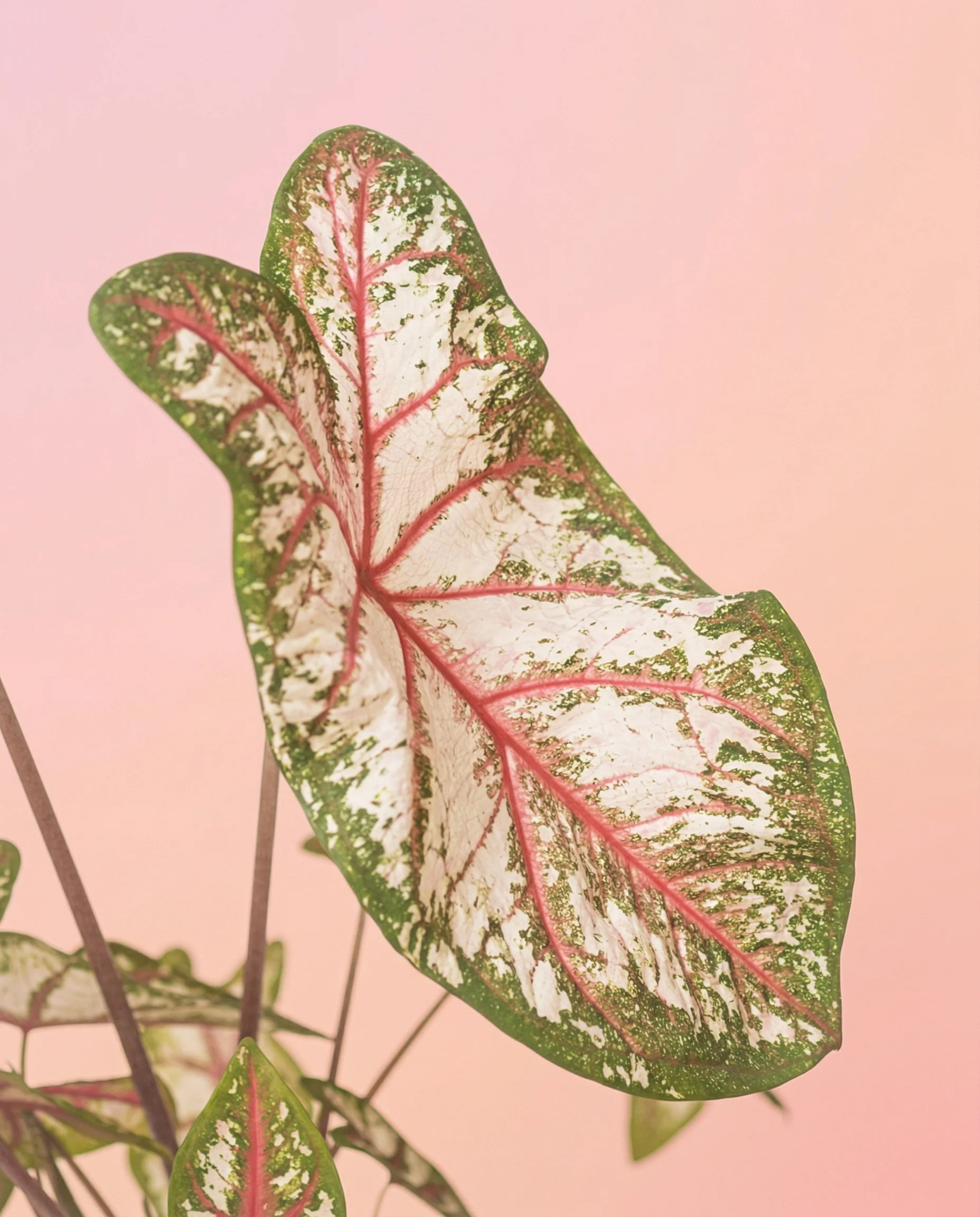 Caladium 'Tapestry' - Image 2