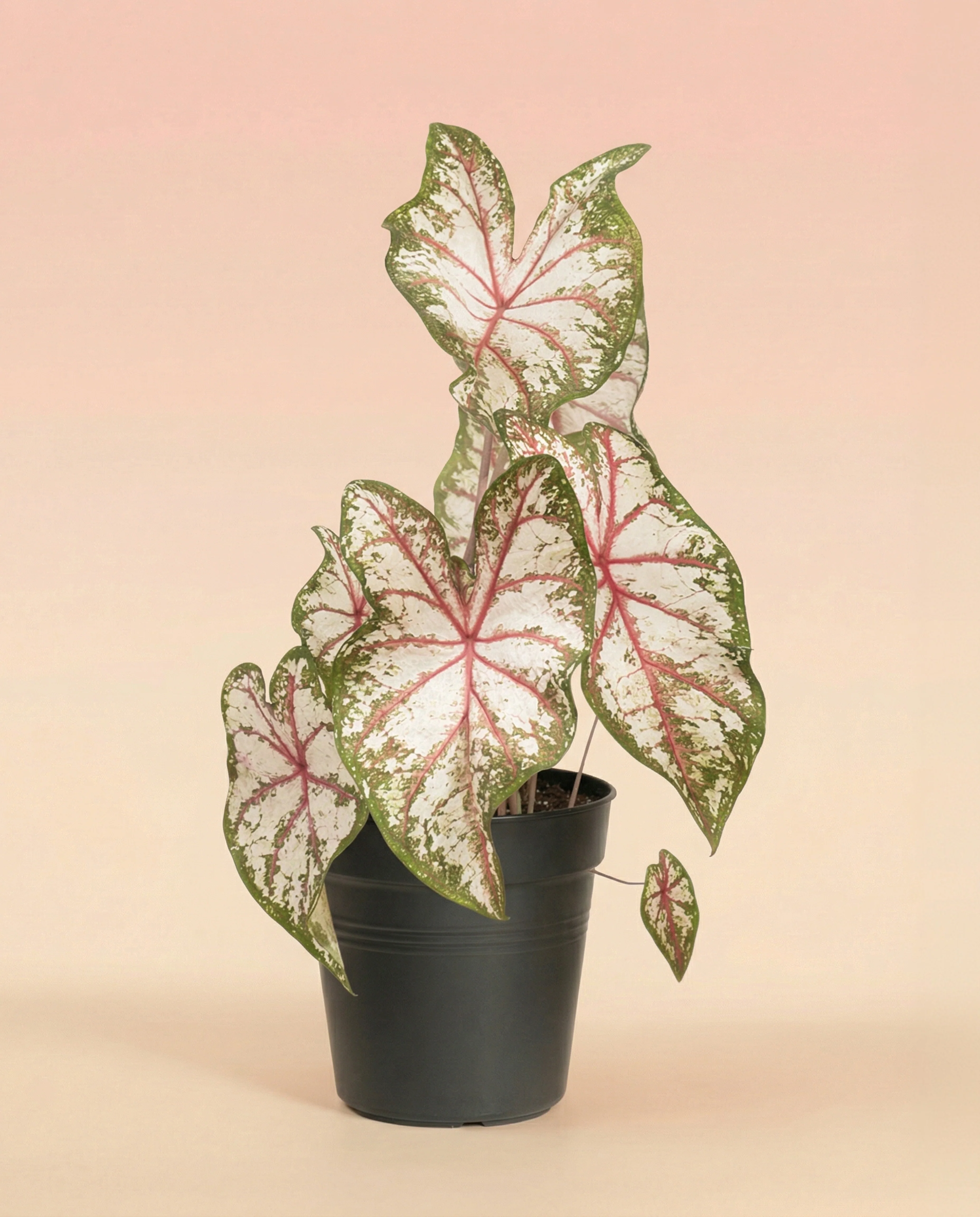 Caladium 'Tapestry' - Image 3
