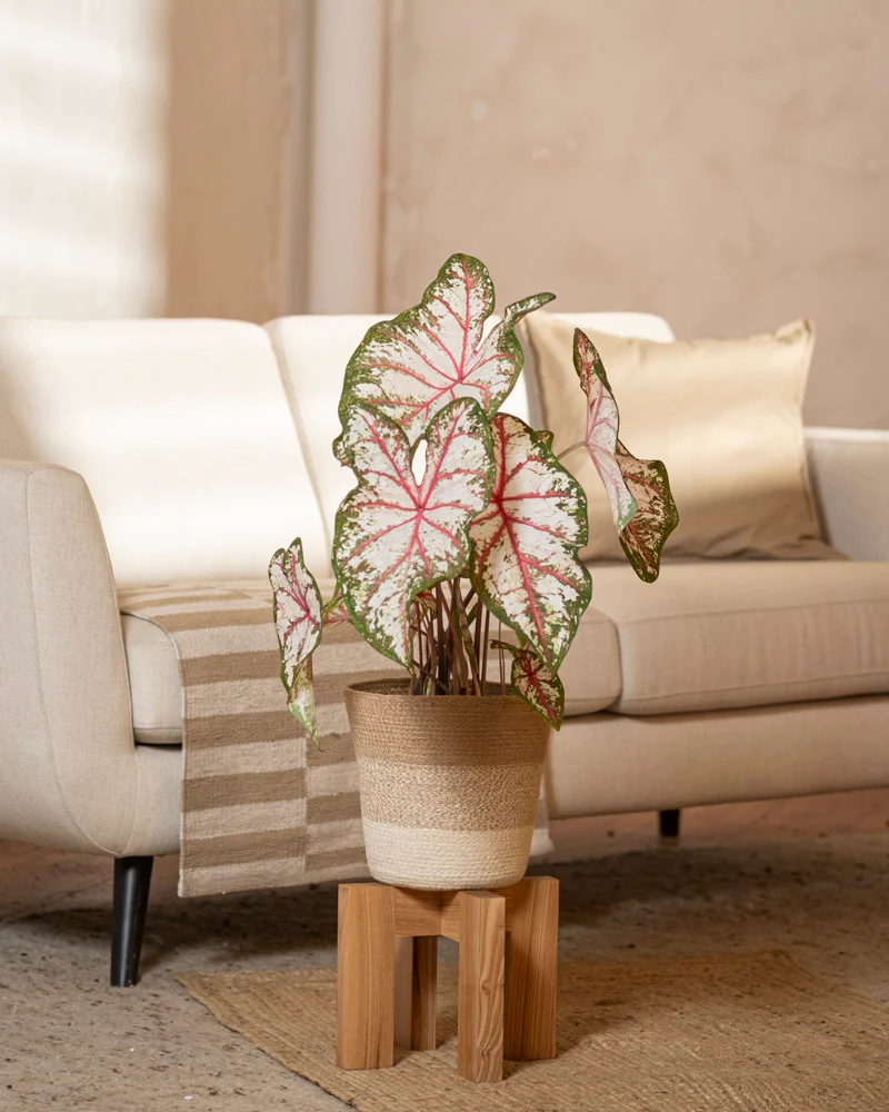 Caladium 'Tapestry' - Image 4