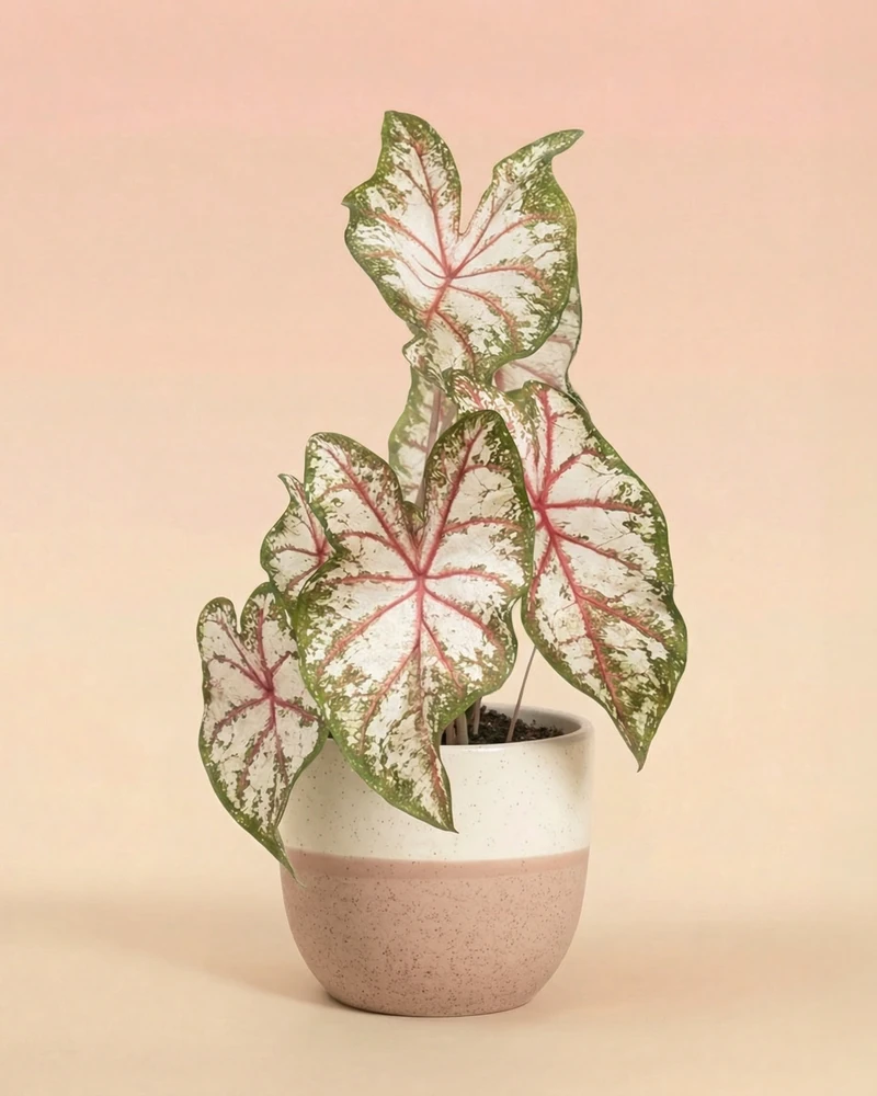 Caladium 'Tapestry' - Image 5