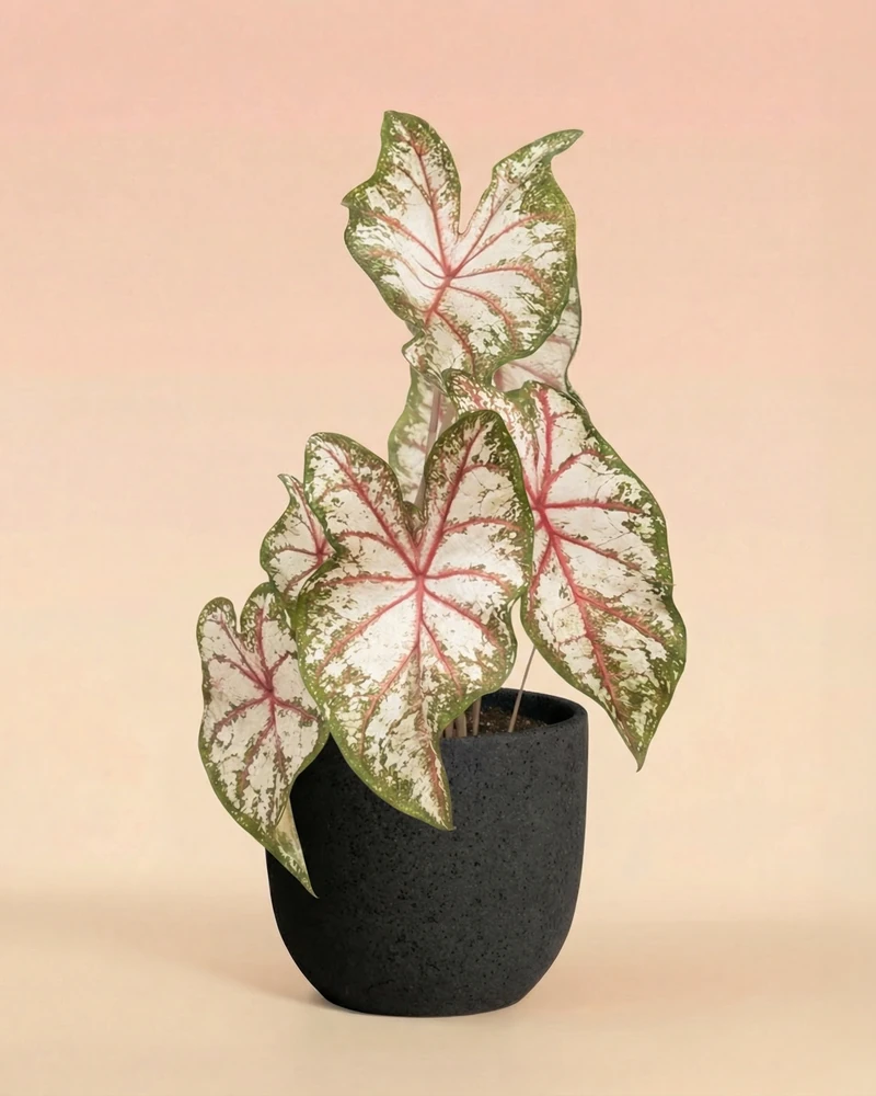 Caladium 'Tapestry' - Image 6
