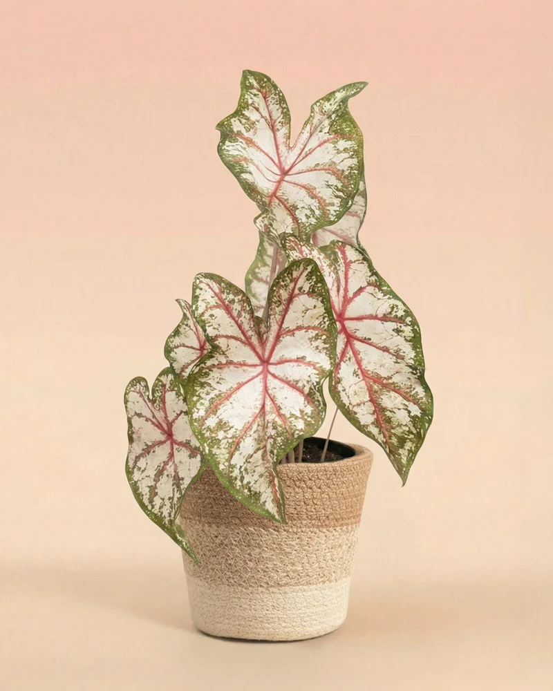 Caladium 'Tapestry' - Image 7