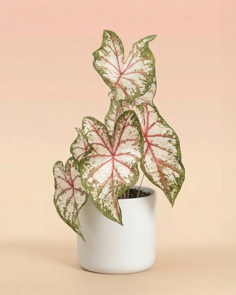 Caladium 'Tapestry' - Image 8