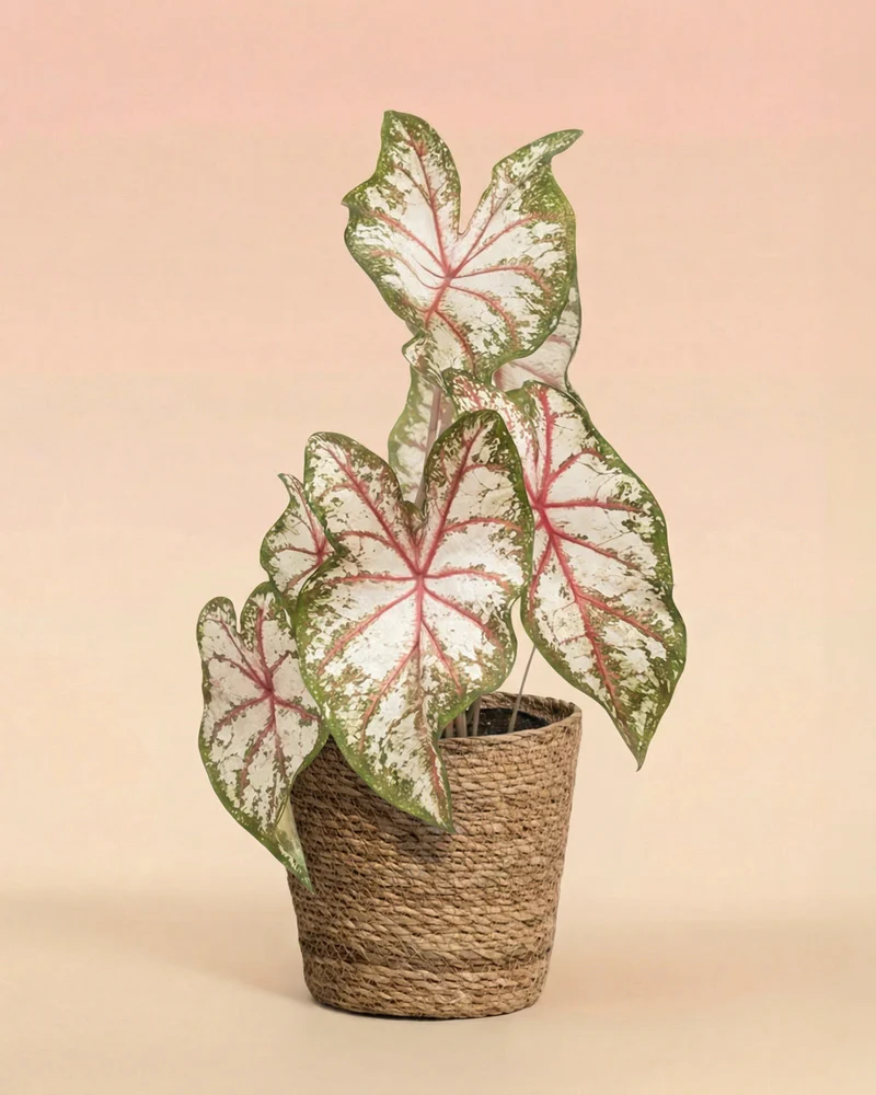 Caladium 'Tapestry' - Image 9