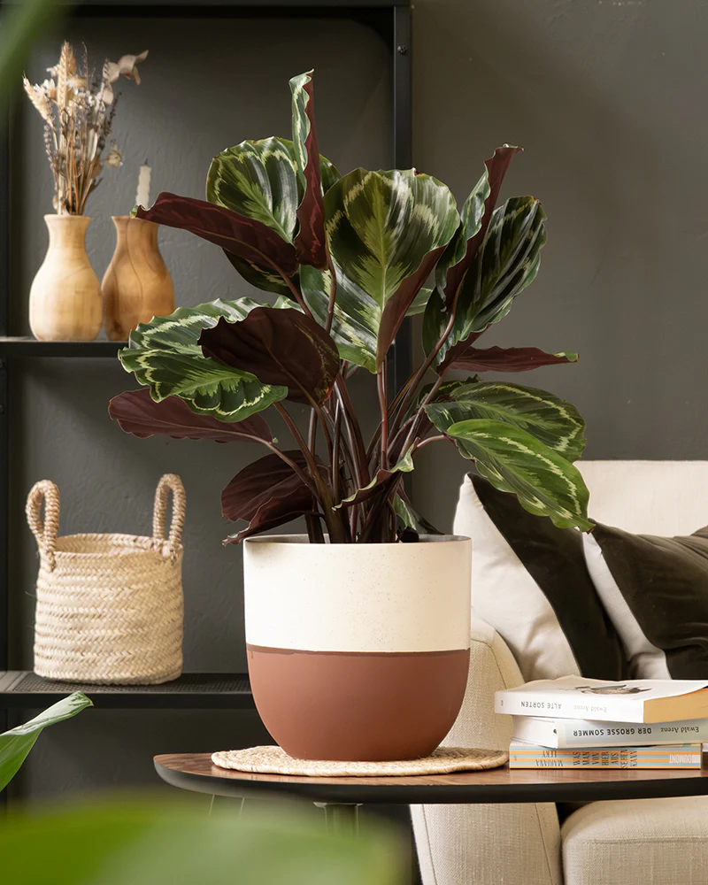 Calathea Roseopicta - Image 12