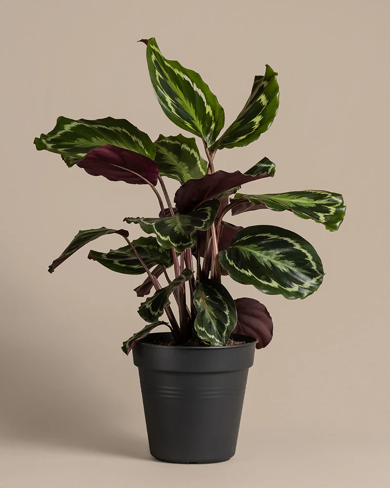 Calathea Roseopicta - Image 3