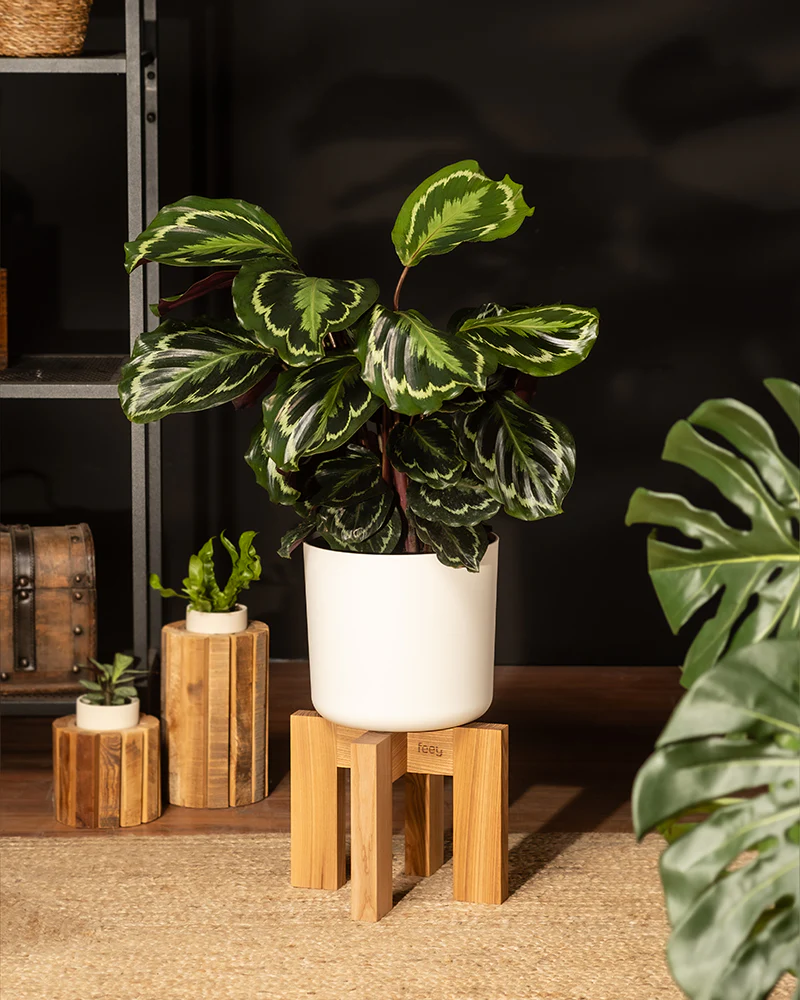 Calathea Roseopicta - Image 4