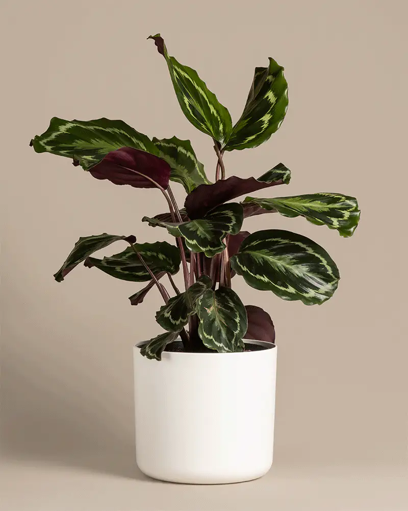 Calathea Roseopicta - Image 5