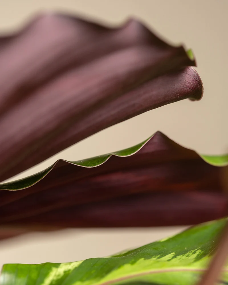 Calathea Roseopicta - Image 6