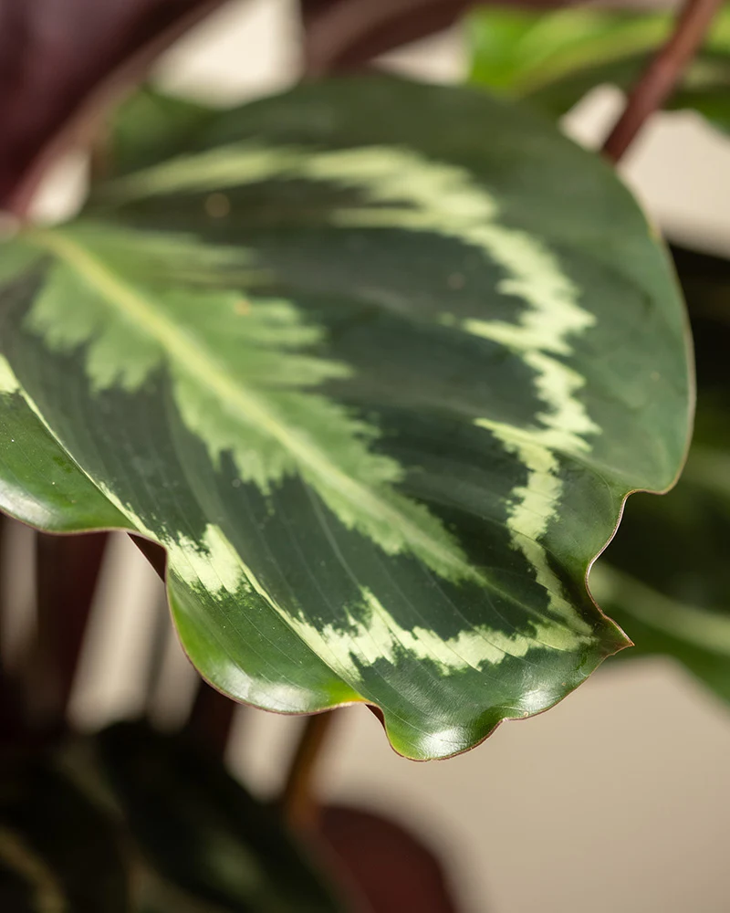 Calathea Roseopicta - Image 7