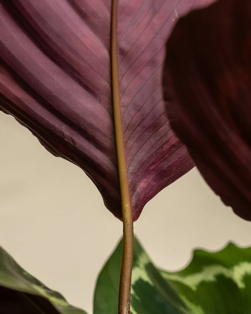 Calathea Roseopicta - Image 8