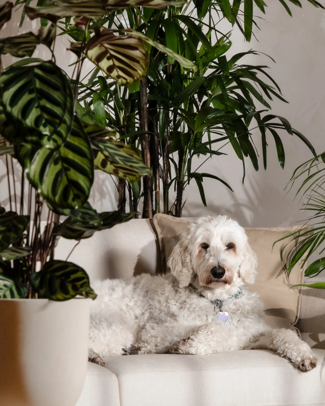 Calathea Roseopicta - Image 9