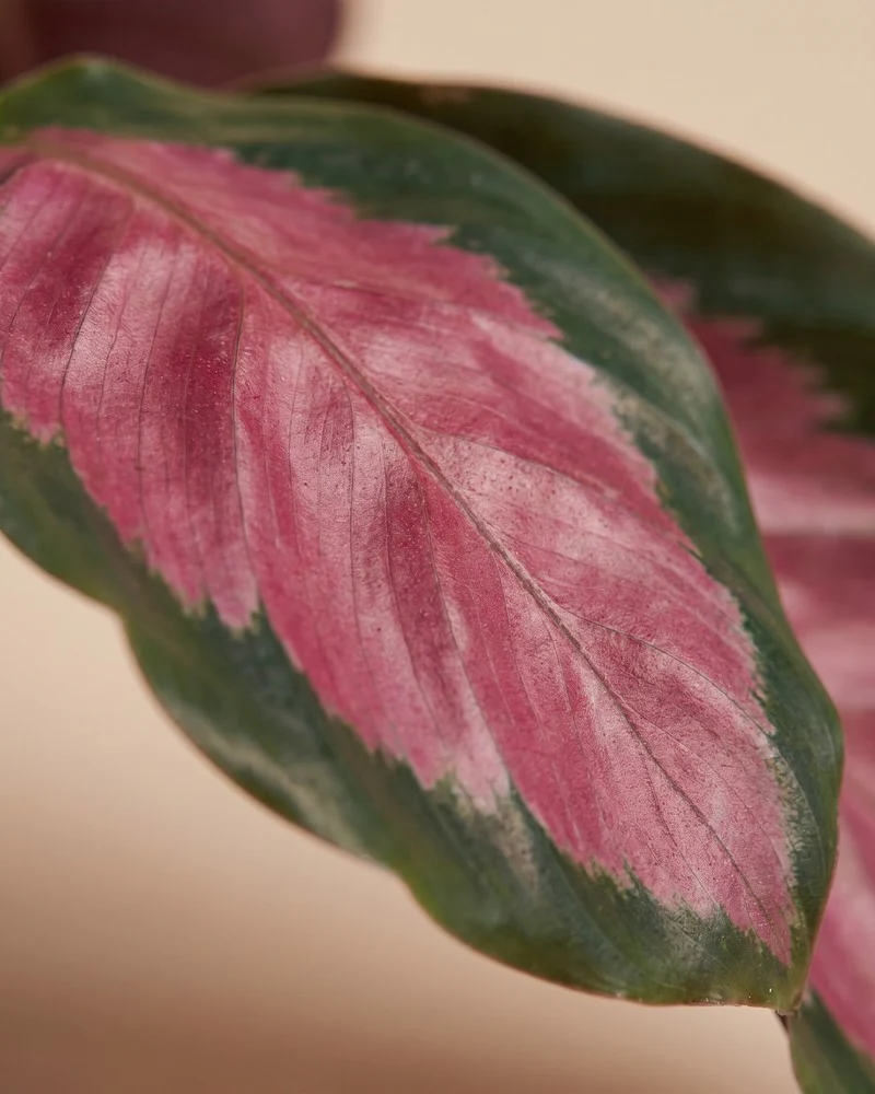 Calathea 'Rosy' • feey - Image 10