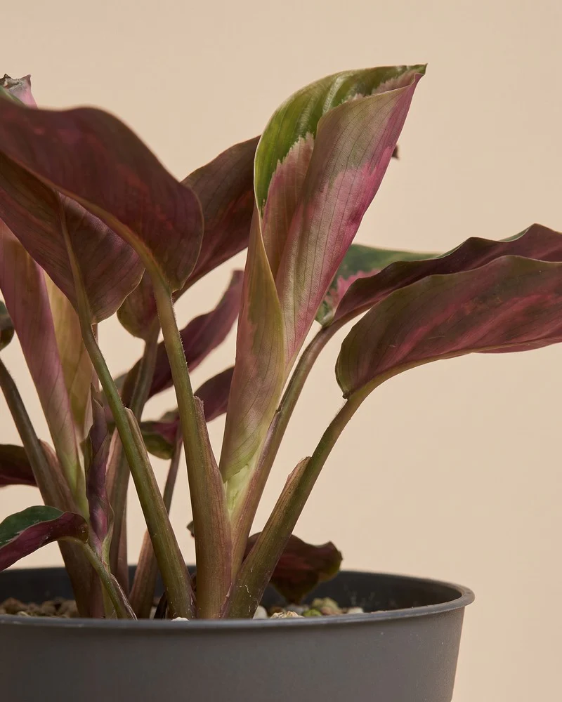 Calathea 'Rosy' • feey - Image 11
