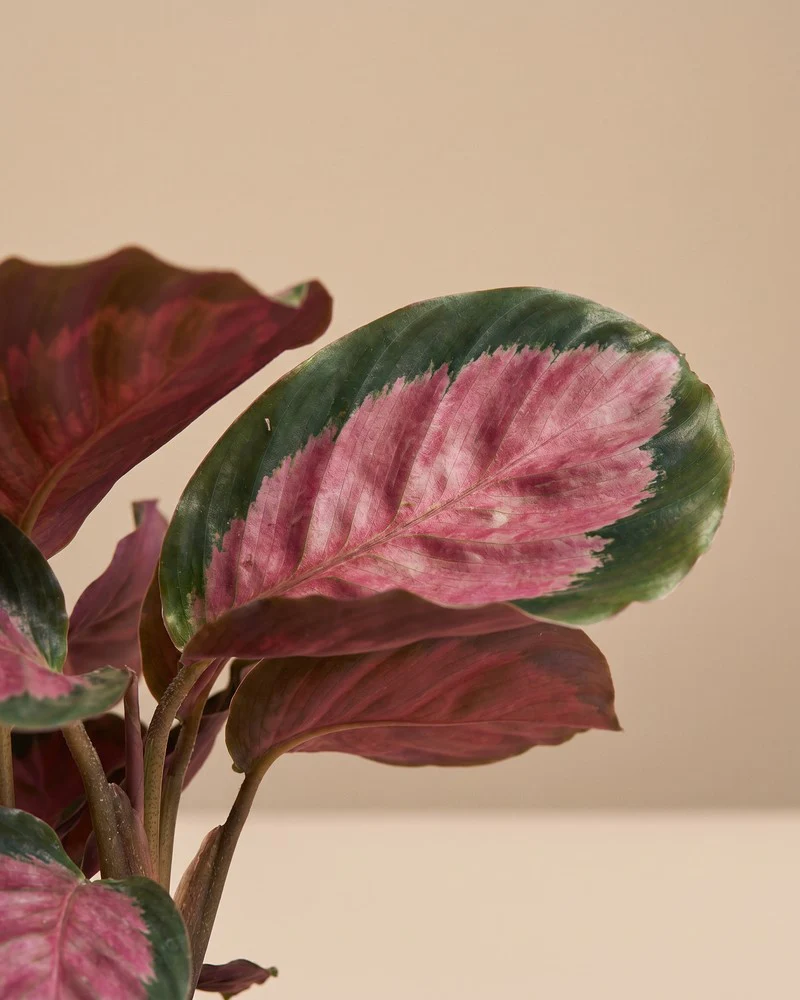Calathea 'Rosy' • feey - Image 12