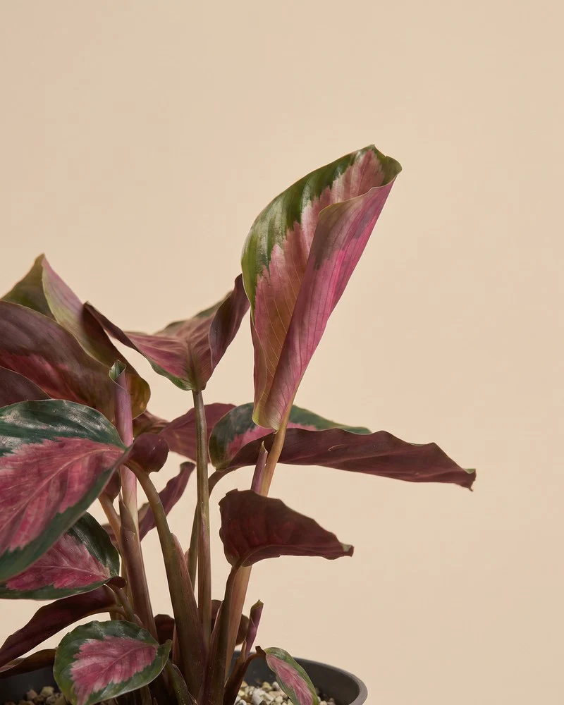 Calathea 'Rosy' • feey - Image 13