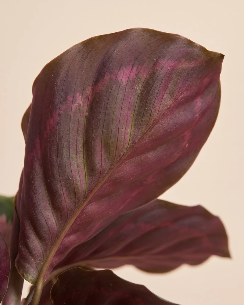 Calathea 'Rosy' • feey - Image 14