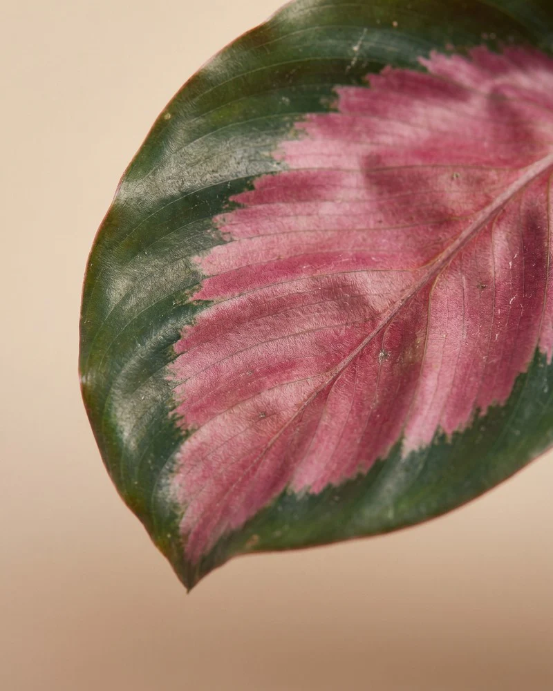 Calathea 'Rosy' • feey - Image 15