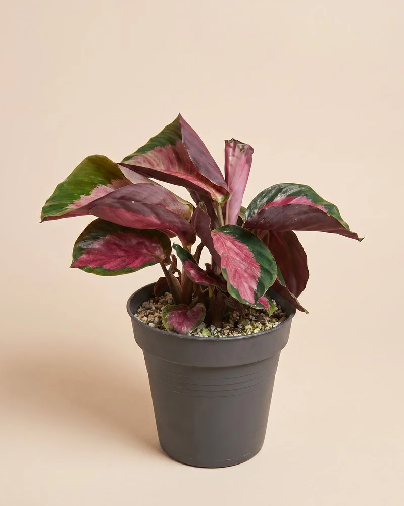 Calathea 'Rosy' • feey - Image 3