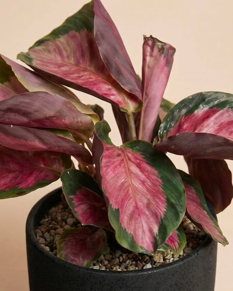 Calathea 'Rosy' • feey - Image 4