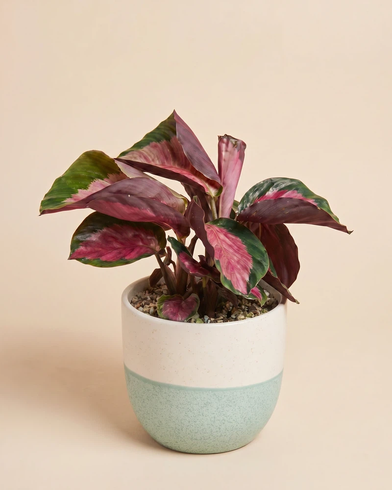 Calathea 'Rosy' • feey - Image 5