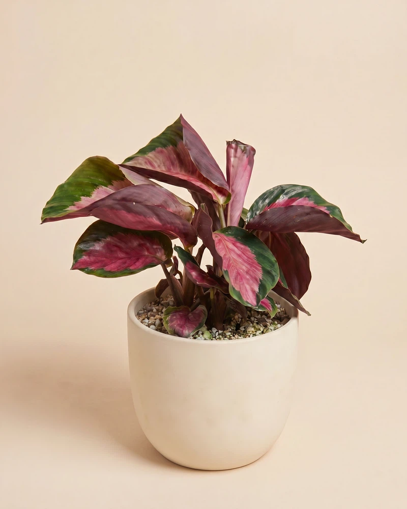 Calathea 'Rosy' • feey - Image 6