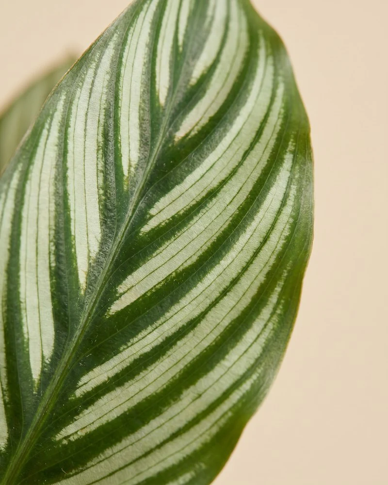 Calathea vittata • feey - Image 12