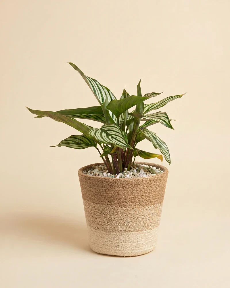 Calathea vittata • feey - Image 8