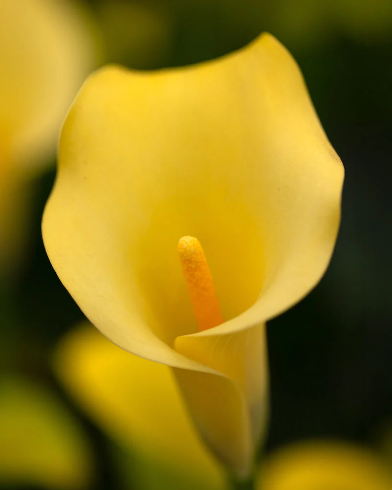 Calla (gelb) - Image 2