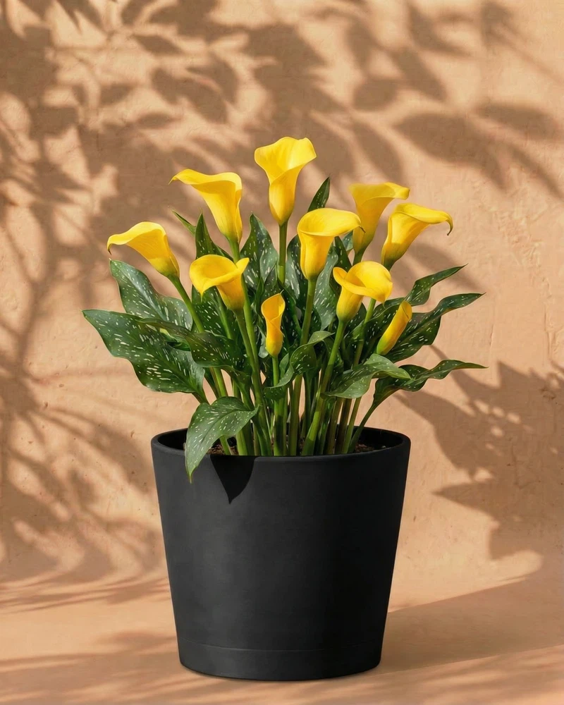 Calla (gelb) - Image 6