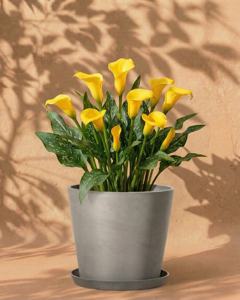 Calla (gelb) - Image 7
