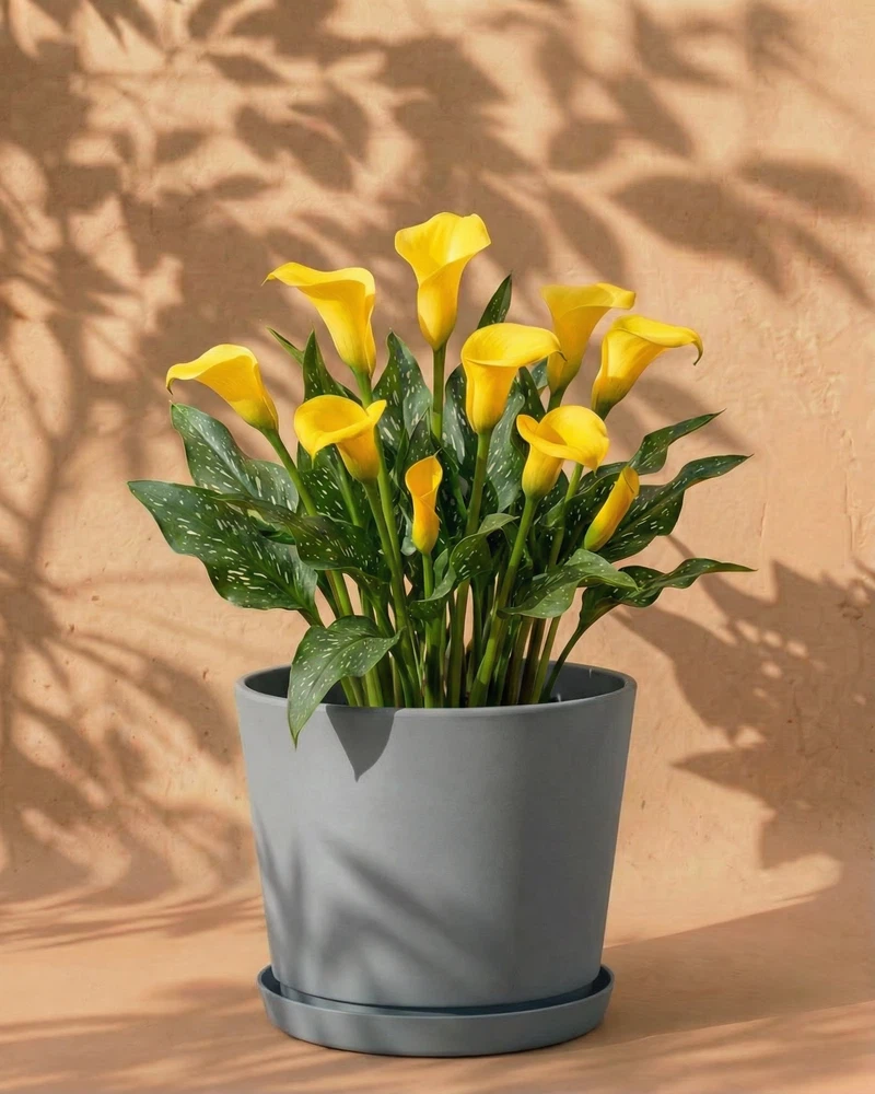 Calla (gelb) - Image 8